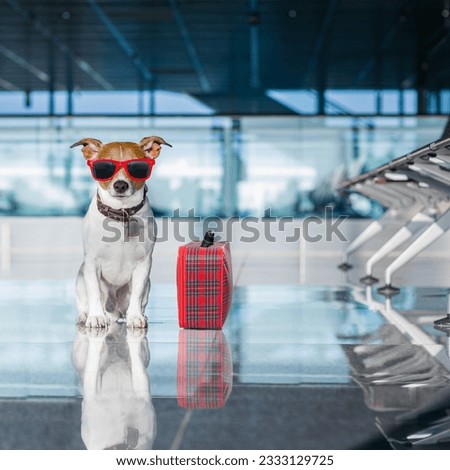 holiday vacation jack russell dog waiting in airport terminal ready to board the airplane or plane at the gate, luggage or bag to the side