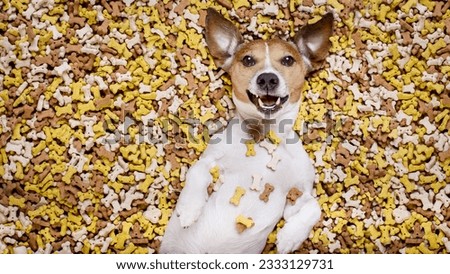 hungry jack russell dog inside a big mound or cluster of food , isolated on mountain of cookie bone treats as background