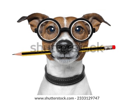 jack russell dog with pencil or pen in mouth wearing nerd glasses for work as a boss or secretary , isolated on white background
