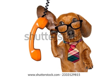 office worker businessman dachshund sausage dog as boss and chef , with suitcase listening and hearing carefully on the phone or telephone , isolated on white background