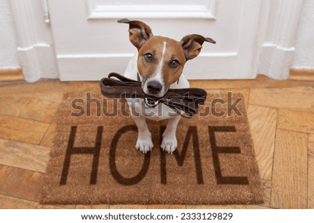 Jack russell dog waiting a the door at home with leather leash, ready to go for a walk with his owner