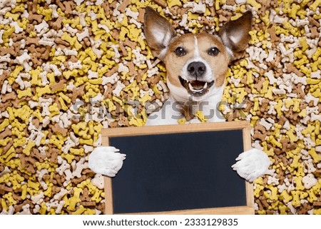 hungry jack russell dog inside a big mound or cluster of food , isolated on mountain of cookie bone treats as background,holding a blank empty blackboard or placard