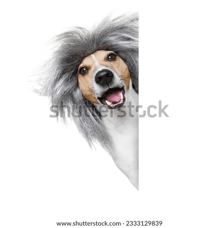 smart and intelligent dumb or nerd jack russell dog wearing a grey hair wig , isolated on white background