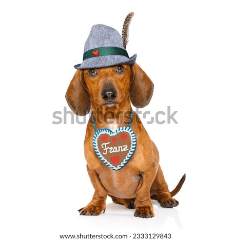bavarian dachshund or sausage dog with gingerbread and mug isolated on white background , ready for the beer celebration festival in munich