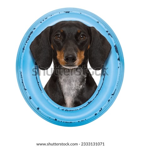 dog portrait in a wooden retro old frame , isolated on white background , hanging on the wall