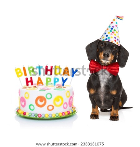 dachshund or sausage dog hungry for a happy birthday cake with candles ,wearing red tie and party hat , isolated on white background