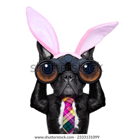 binoculars french bulldog dog with easter bunny ears ,isolated on white background