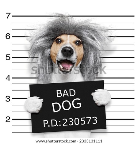 nerd crazy jack russell dog at the police station for a mugshot, as criminal or guilty , holding a prison banner