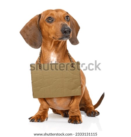 lost and homeless dachshund sausage dog with cardboard hanging around neck, isolated on white background, with text saying - adopt me
