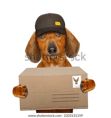 dachshund sausage dog delivering a big brown package as a postman with cap , isolated on white background