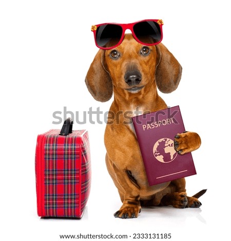 dachshund or sausage dog on summer vacation holidays with passport document or ticket and bag or luggage , isolated on white background
