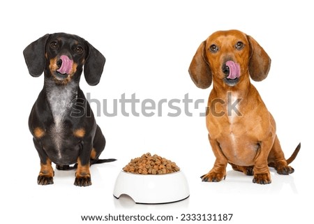 hungry couple of dachshund sausage dogs with healthy food bowl, isolated on white background