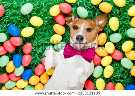 funny jack russell easter bunny dog with eggs around on grass sticking out tongue and resting