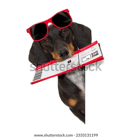 dachshund or sausage dog on summer vacation holidays with airline flight ticket isolated on white background