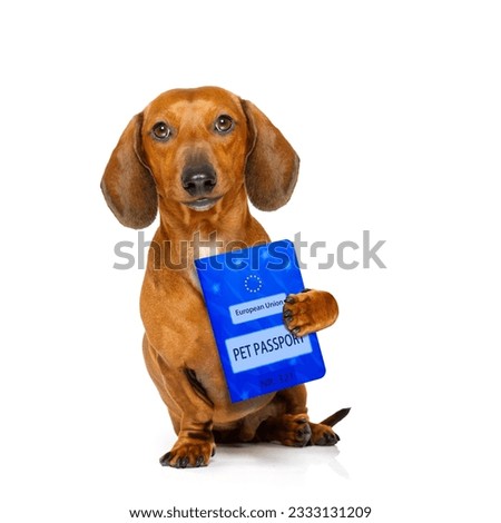 dachshund sausage dog with european pet passport , isolated on white background
