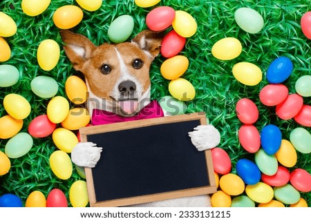 funny jack russell easter bunny dog with eggs around on grass sticking out tongue holding blank empty blackboard or banner