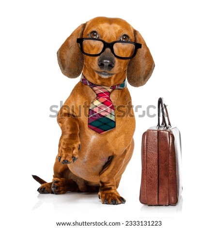 office worker businessman dachshund sausage dog as boss and chef , with suitcase or bag as a secretary, with tie , isolated on white background