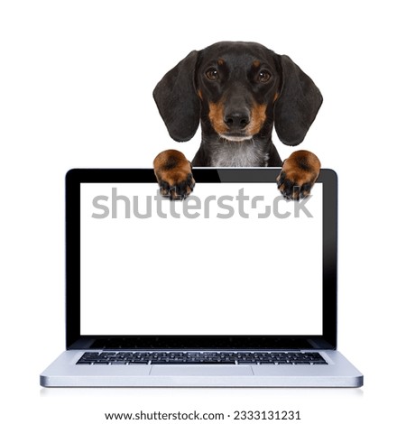 dachshund or sausage dog behind a laptop pc computer screen, isolated on white background, searching or browsing the internet
