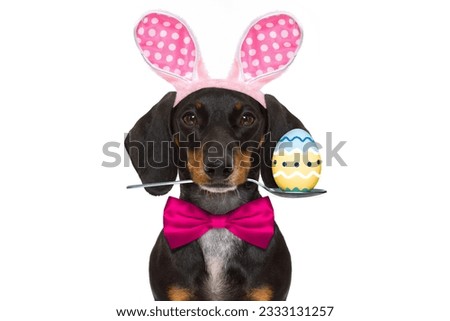 dachshund sausage dog with bunny easter ears and a pink tie, isolated on white background, spoon in mouth with egg