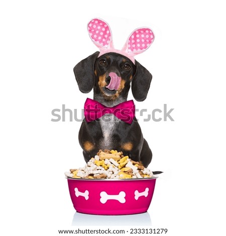 easter bunny ears dachshund sausage dog , hungry with behind food bowl , isolated on white background, licking with tongue