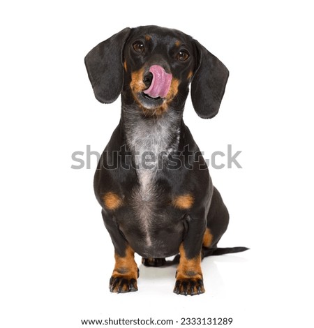 hungry dachshund sausage dog licking with tongue isolated on white background