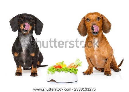 hungry dachshund sausage dog with healthy vegan or vegetarian food bowl, isolated on white background