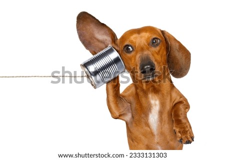boss or business dachshund or sausage dog listening with one ear very carefully on the tin phone or telephone, isolated on white background