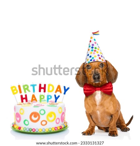 dachshund or sausage dog hungry for a happy birthday cake with candles ,wearing red tie and party hat , isolated on white background