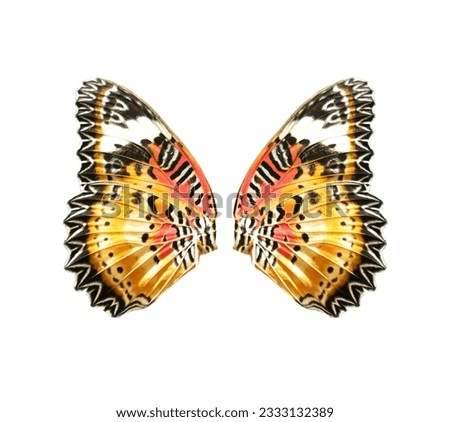 Lime Swallowtail butterfly wings isolated on white background Royalty-Free Stock Photo #2333132389