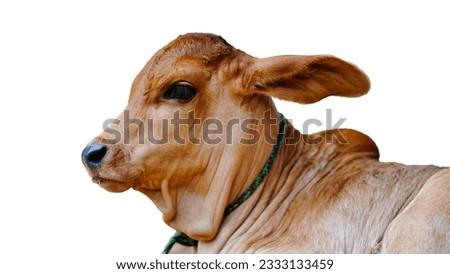 cow calf sitting in home, side part of face with a long ear on white background.