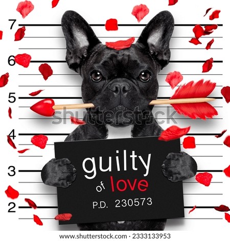 valentines bulldog dog with rose in mouth as a mugshot guilty for love