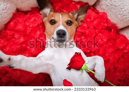 Jack russell dog looking and staring at you in love ,while lying on bed with valentines petal roses as background, taking a selfie