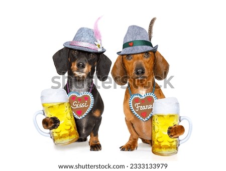bavarian dachshund or sausage dogs couple with gingerbread and mug isolated on white background , ready for the beer celebration festival in munich