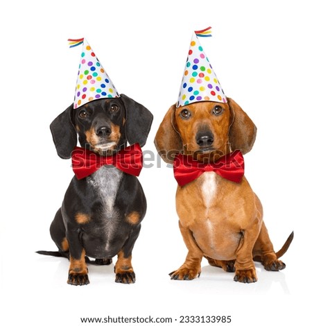 couple of two dachshund or sausage dogs hungry for a happy birthday cake with candles ,wearing red tie and party hat , isolated on white background