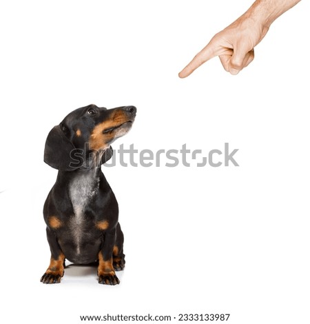 dachshund or sausage dog being punished by owner for very bad behavior , with finger pointing at dog
