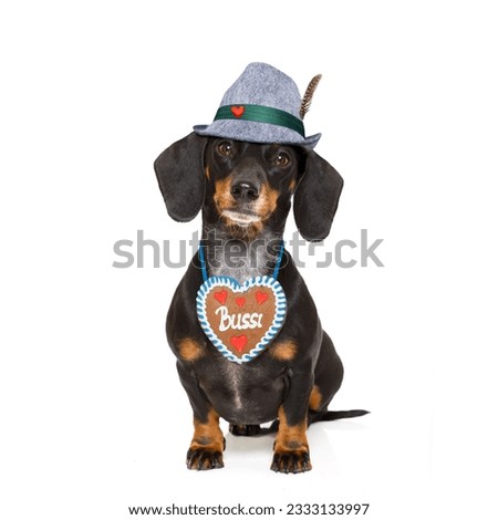 bavarian dachshund or sausage dog with gingerbread , isolated on white background , ready for the beer celebration festival in munich