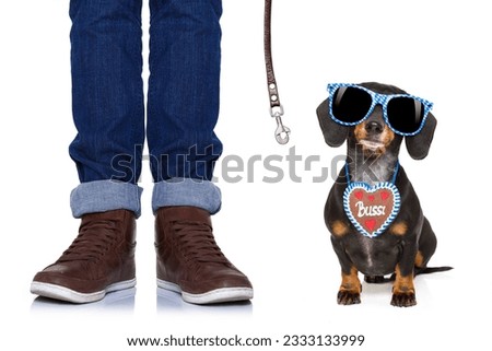 bavarian dachshund or sausage dog with gingerbread and owner isolated on white background , ready to go for a walk to munich festival