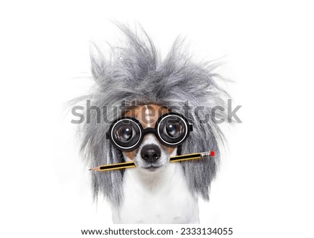 smart and intelligent jack russell dog with nerd glasses wearing a grey hair with pen or pencil in mouth , isolated on white background
