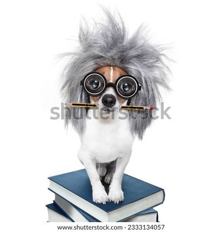 smart and intelligent jack russell dog with nerd glasses wearing a grey hair wig on a book stack with pen or pencil in mouth , isolated on white background
