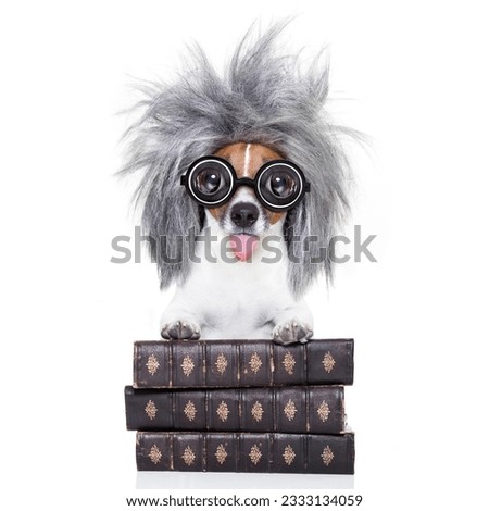 smart and intelligent jack russell dog with nerd glasses sticking out the tongue wearing a grey hair wig on a book stack , isolated on white background