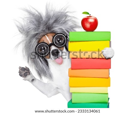 smart and intelligent jack russell dog with nerd glasses sticking out the tongue wearing a grey hair wig holding book stack , isolated on white background