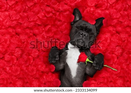 french bulldog dog lying in bed full of red rose flower petals as background , in love on valentines day and sleeping