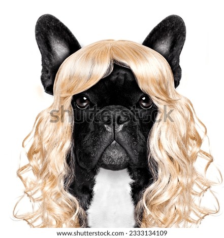 funny crazy silly french bulldog dog wearing a blonde curly wig for mardi gras carnival or just for fun party, isolated on white background