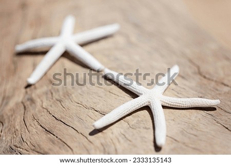 close-up of two starfish at the beach, vacation concept