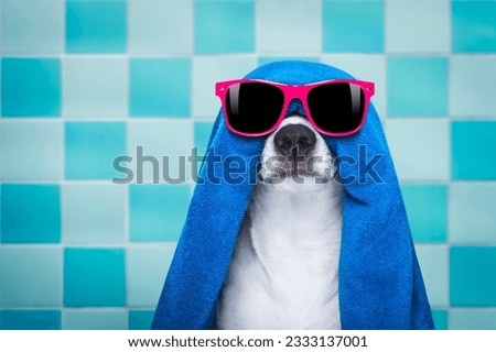 jack russell dog in a bathtub not so amused about that , with blue towel, wearing funny sunglasses or glassses having a spa or wellness treatment