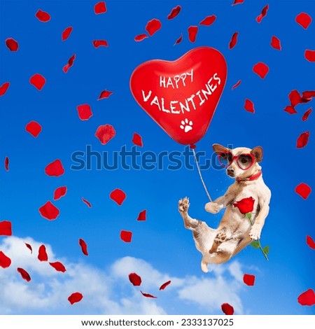 chihuahua dog in love hanging on balloon, flying and gliding in the sky in the air, while being cool with valentines day rose and balloon wearing red funny heart sunglasses