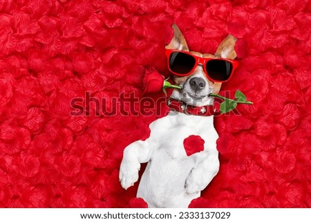 Jack russell dog lying in bed full of red flower petals as background , in love on valentines day, rose in mouth