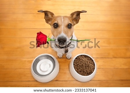 Jack russell dog in love on valentines day, rose in mouth, food and water bowls and cool gesture,isolated on wood background