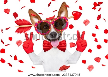 jack russell dog crazy and silly in love on valentines day , isolated on white background , arrow through head , victory or peace fingers
