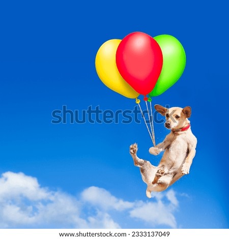 chihuahua dog hanging on balloon, flying and gliding in the sky in the air, while being cool